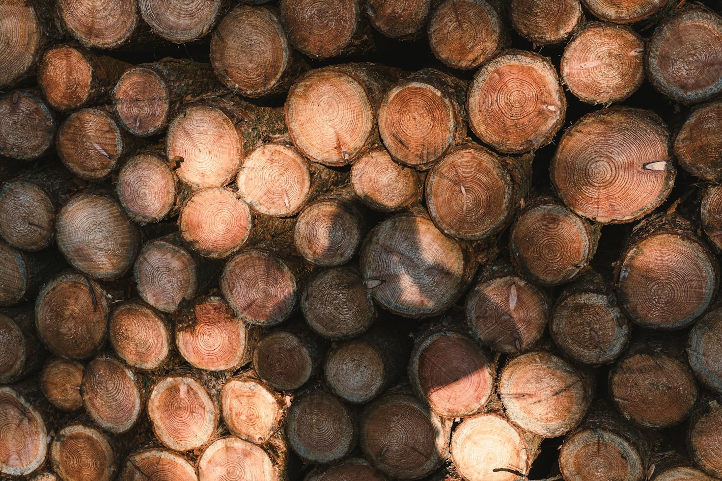 Por qué elegir madera nativa en tus proyectos